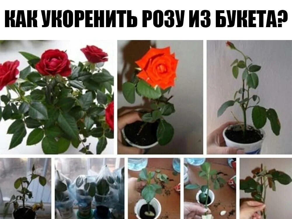 Вырастить розу из букета.