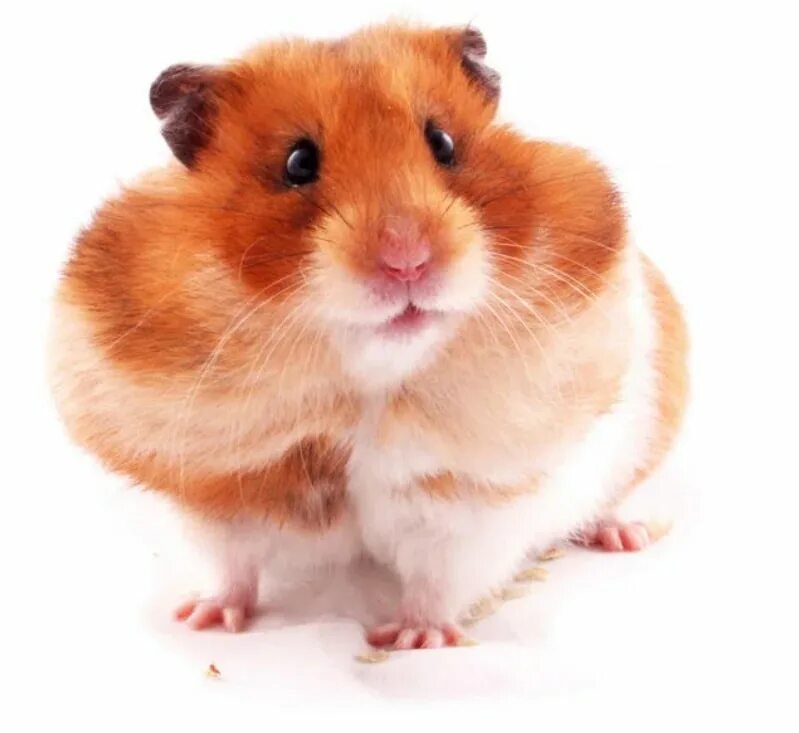 Карточки животные хомяк. Hamster карточки 10. Хомяк на белом фоне. Хомячок без фона. Дидактические игры с хомяком.