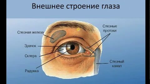 Название защитных органов глаза