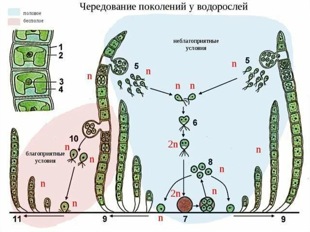 Цикл развития водоросли улотрикс. Улотрикс жизненный цикл схема. Жизненный цикл водорослей улотрикс. Цикл развития улотрикса схема.