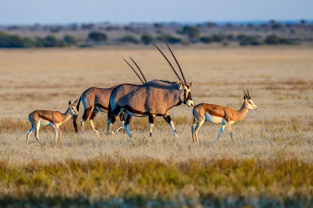 Антилопы в какой природной зоне. Национальный охотничий заповедник Сентрал-Калахари. Ботсвана пустыня Калахари. Заповедник Центральная Калахари в Африке. Антилопы Калахари.