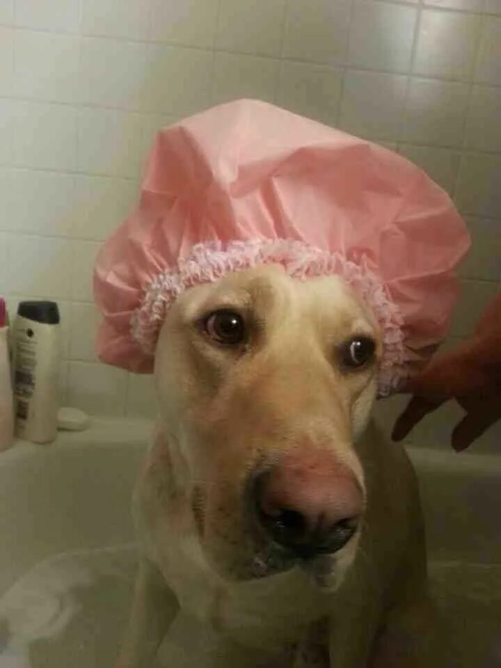Что если собаке попала в ухо вода. Отодектоз собак отодектоз. Отодектоз отит у собак. Sborka dog ear. Что если собаке попала в ухо вода.