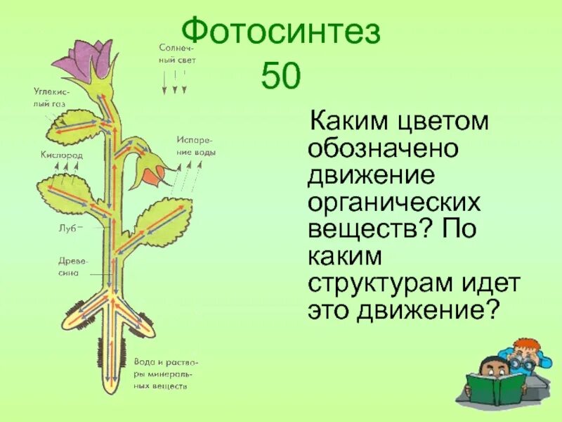 Передвижение веществ по растению. Передвижение органических веществ в растении. Движение органических веществ у растений. Транспорт воды и Минеральных веществ в растении. Органы передвижения веществ