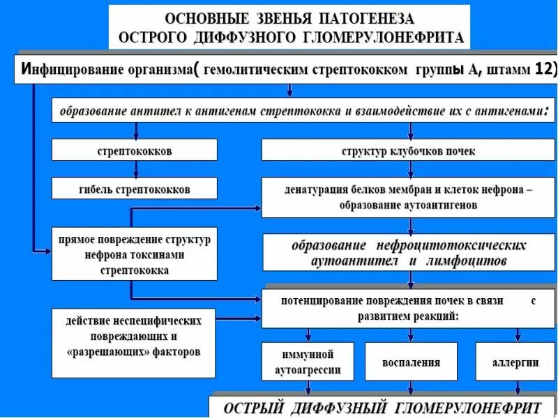 Является важным звеном в