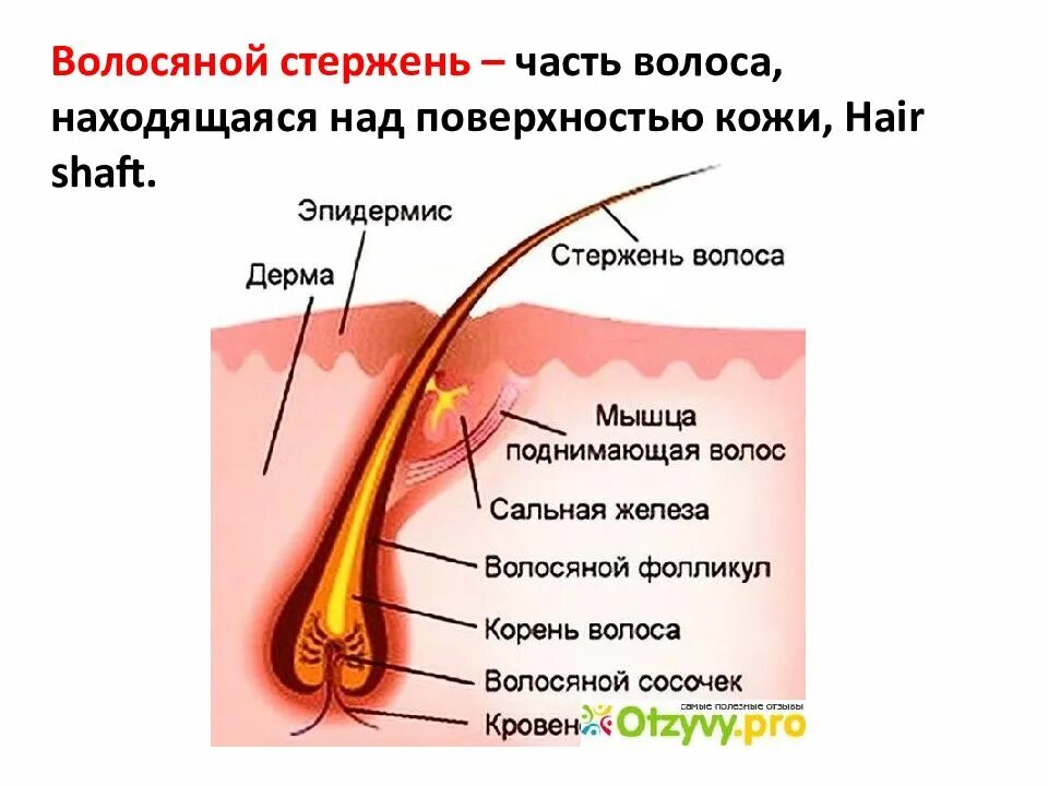 Корень волоса находится в. Кожа презентация. Стержень и корень волоса. Волос волосяной стержень сосочек волосяная луковица.