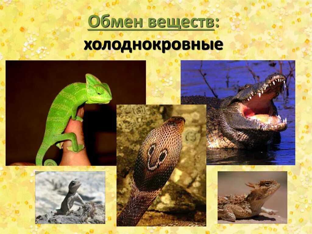 Холоднокровные животные используют. Пресмыкающиеся холоднокровные. рептилии теплокровные или холоднокровные. пресмыкающиеся теплокровные. холоднокровные позвоночные животные.