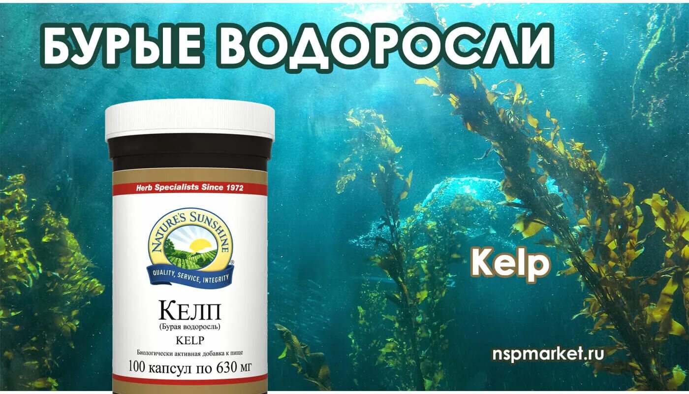 Йод келп. Келп (бурая водоросль) НСП / Kelp NSP. Водоросли келп NSP. Солгар келп йод из бурых водорослей. Келп йод NSP.