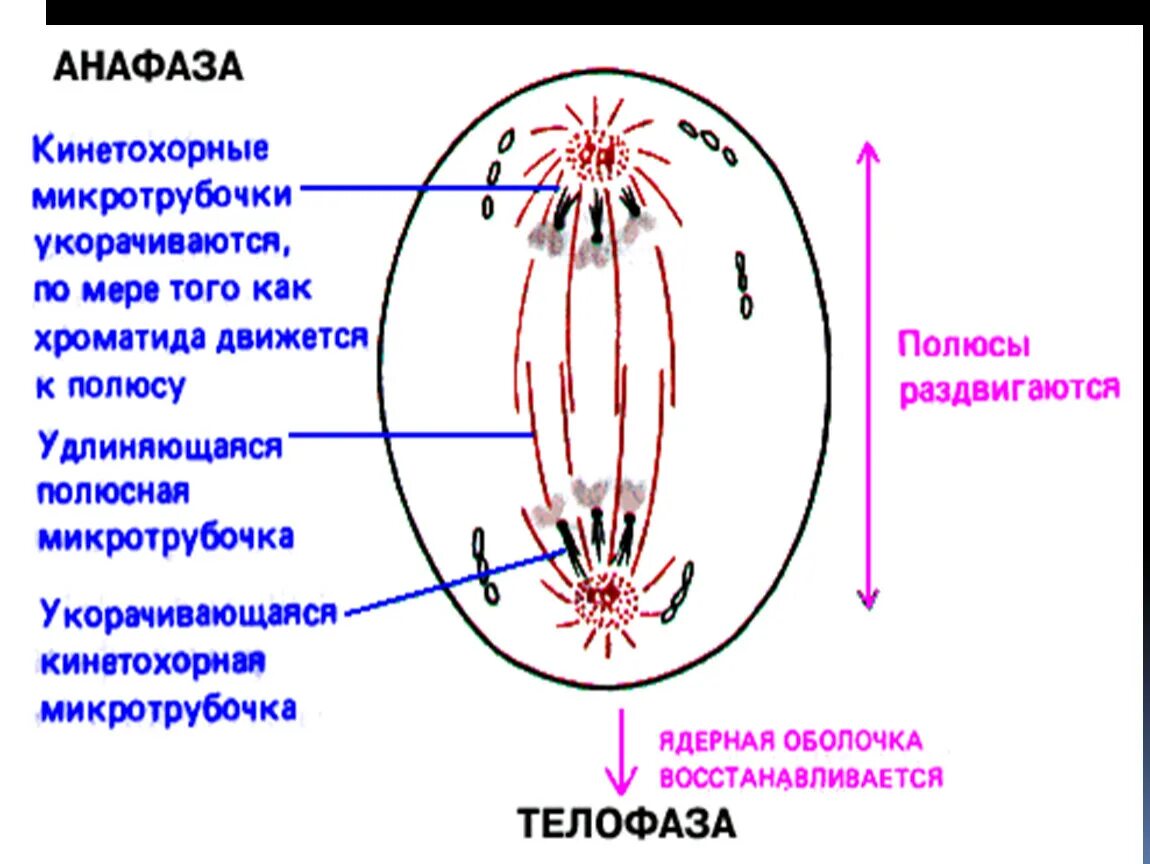 Сколько клеток в анафазе. Митотического веретена анафаза. Анафаза схема. Анафаза строение. Анафаза митоза.