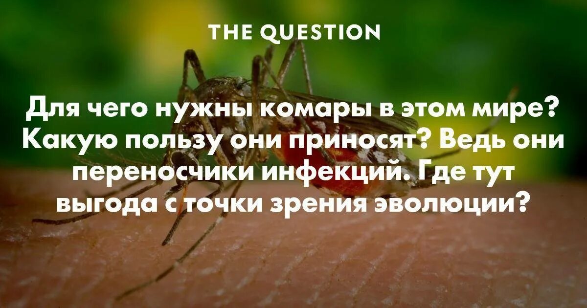 Верите ли вы что комары приносят пользу. Комары польза. для чего нужны комары. зачем нужны комары в природе. комар польза и вред.