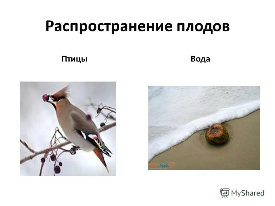 Птицы переносят семена растений. Птица переносит семена. Какие птицы распространяют семена. Семена для птиц. Дубонос рябинник.