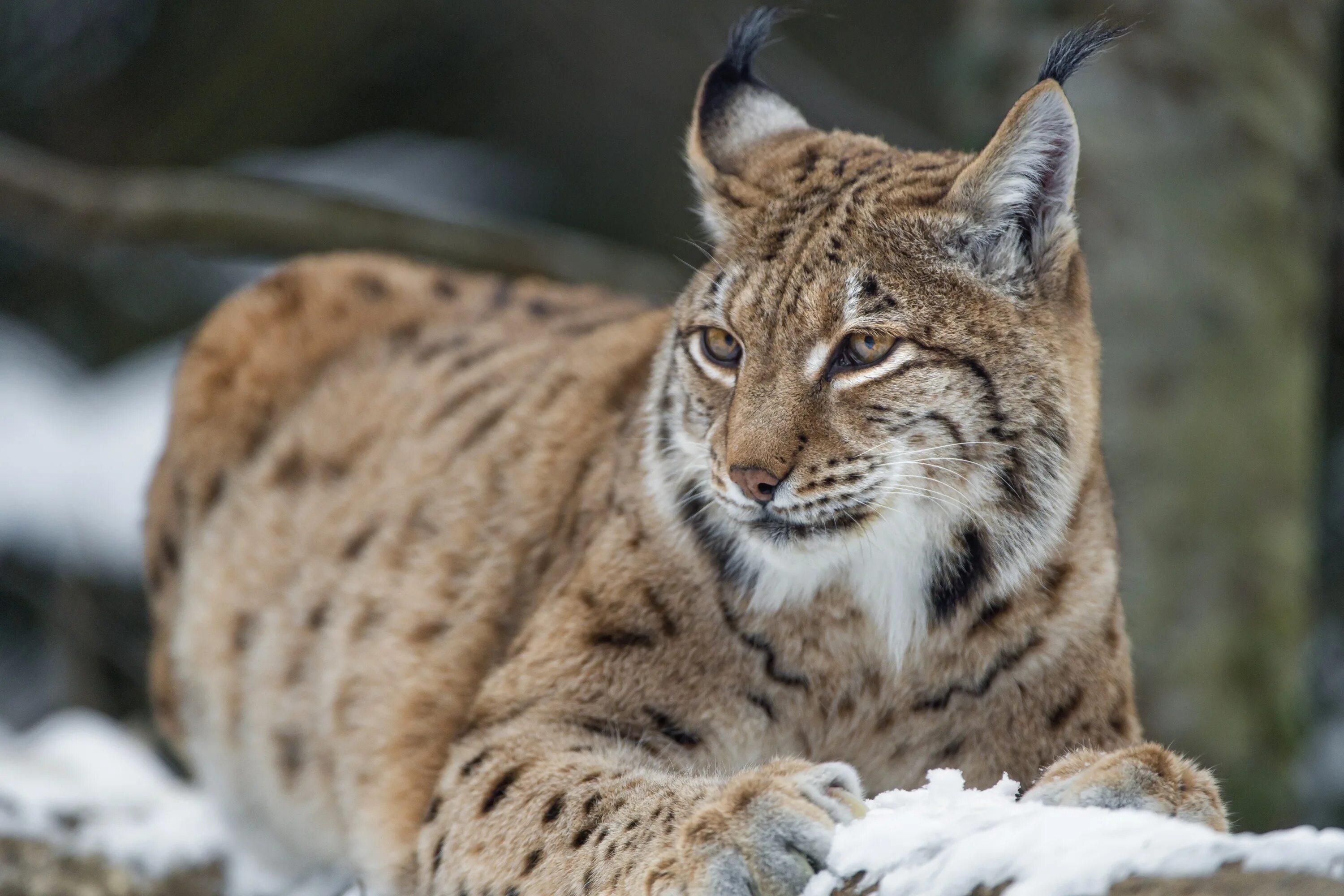 Рысь млекопитающее. Lynx рысь. сибирская рысь. обыкновенная рысь lynx lynx. гималайская рысь.