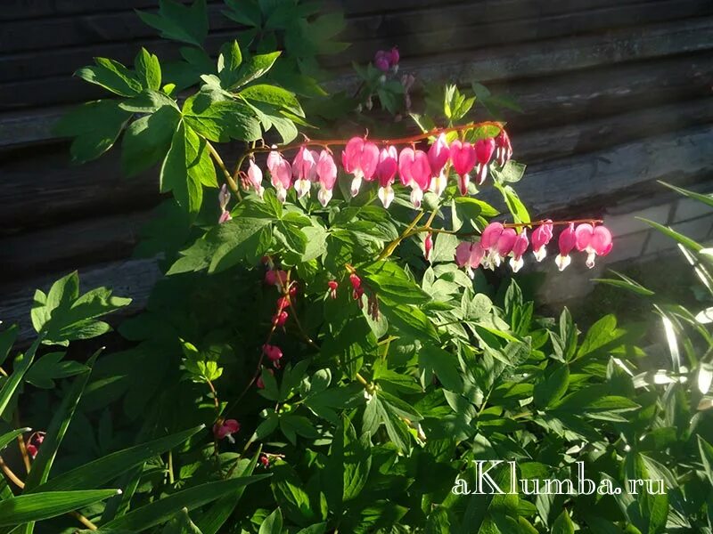 Растение разбитое. Горшок опрокинутый с цветами. Дицентра разбитое сердце. Растение разбитое. Дицентра бакханал.