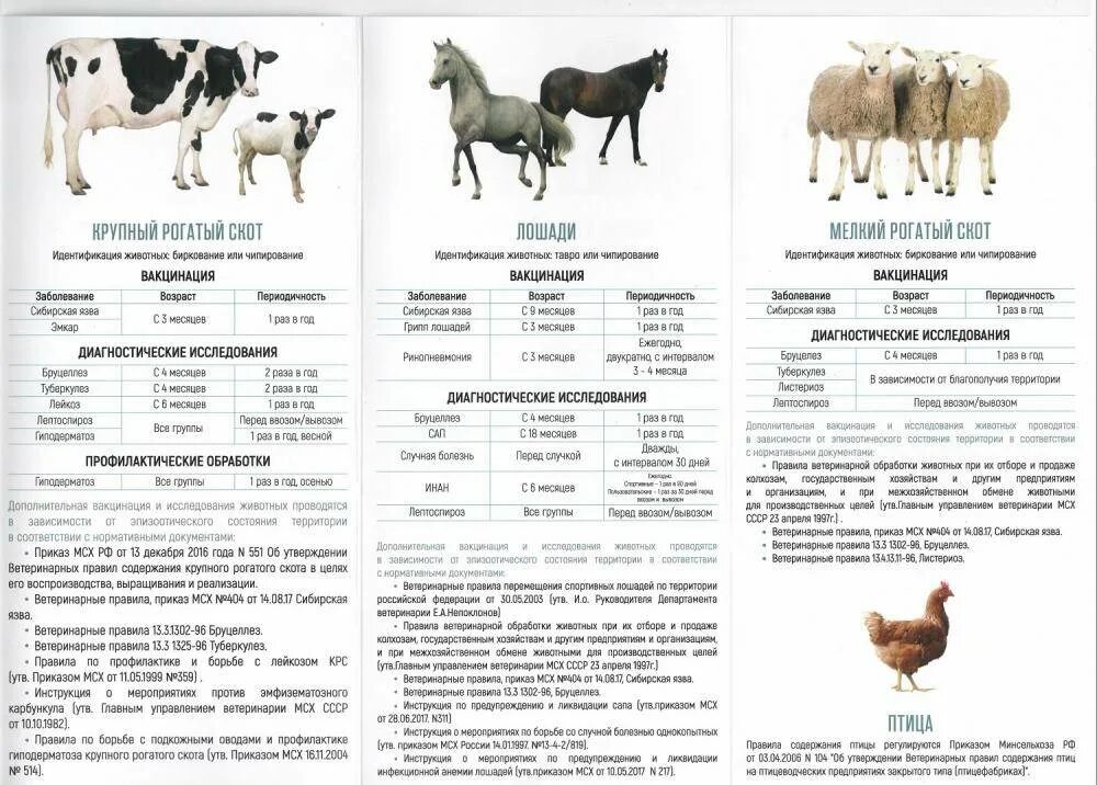 Проект ветеринарных правил. Прививки крупного рогатого скота таблица. Схема вакцинации КРС В хозяйствах. Схема вакцинации телят. Схемы вакцинации крупного рогатого скота.