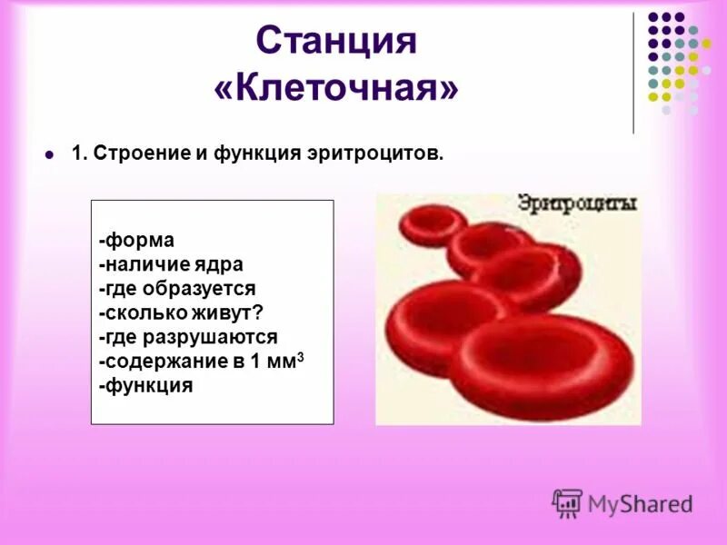 Наличие ядра человека. Форма ядра эритроцита. Строение эритроцитов. Эритроциты строение и функции. Эритроцит форма и форма ядра.