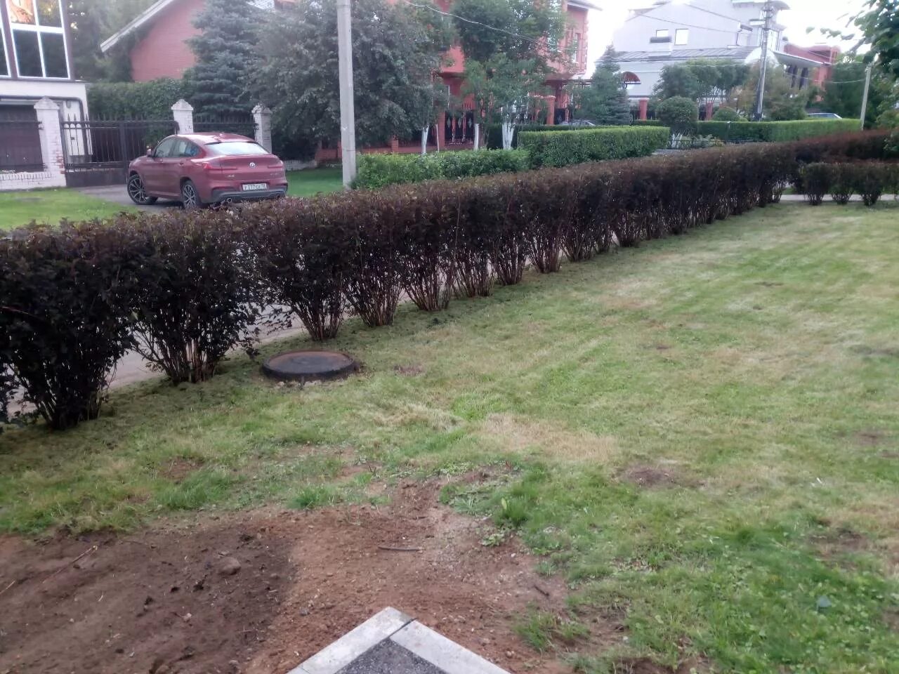 Purple Beech hedge plants