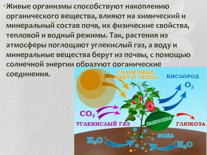 Водоросль поглощает воду и минеральные вещества