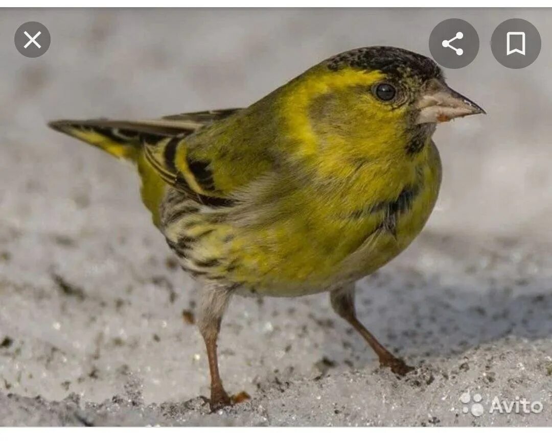 Чижик птица в домашних. Чиж птичка фото. Чижик и щегол. Чижик-пыжик в санкт-петербурге. Певчие птицы чижик.