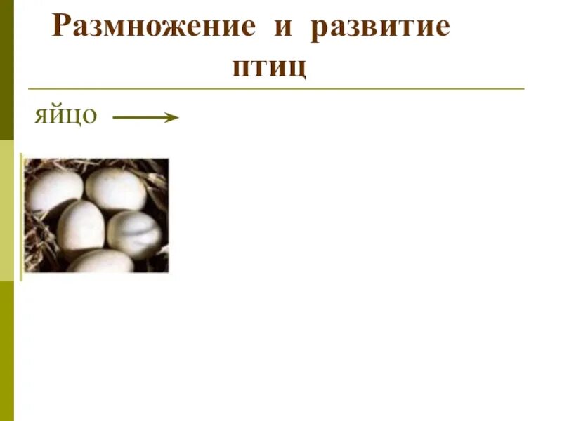 Размножение птиц 8 класс. Размножение и развитие птиц. Размножение птиц 3 класс. Размножение птиц схема. Биология размножение птиц.