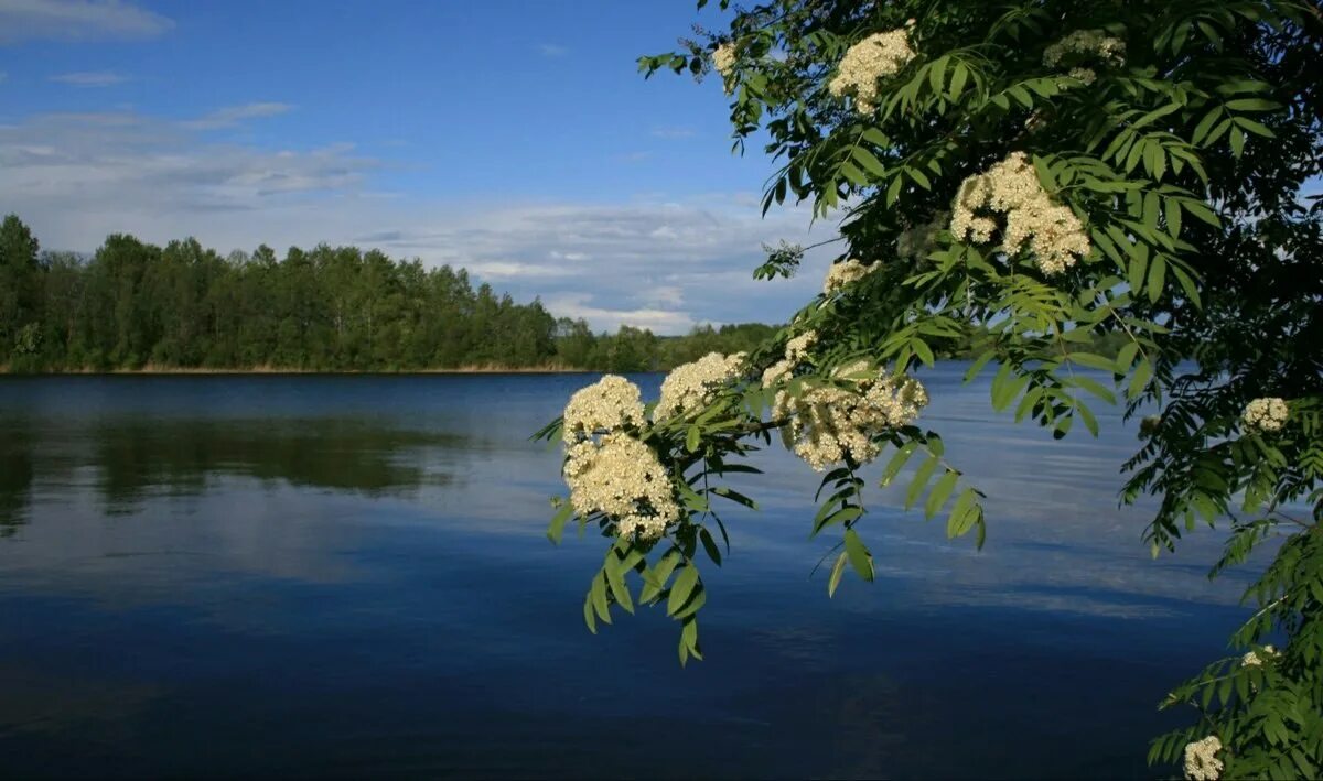 песня чайки над водой. вьюн над водой текст. вьюн над водой ноты для хора. над водой песня слушать. цветение рябины.