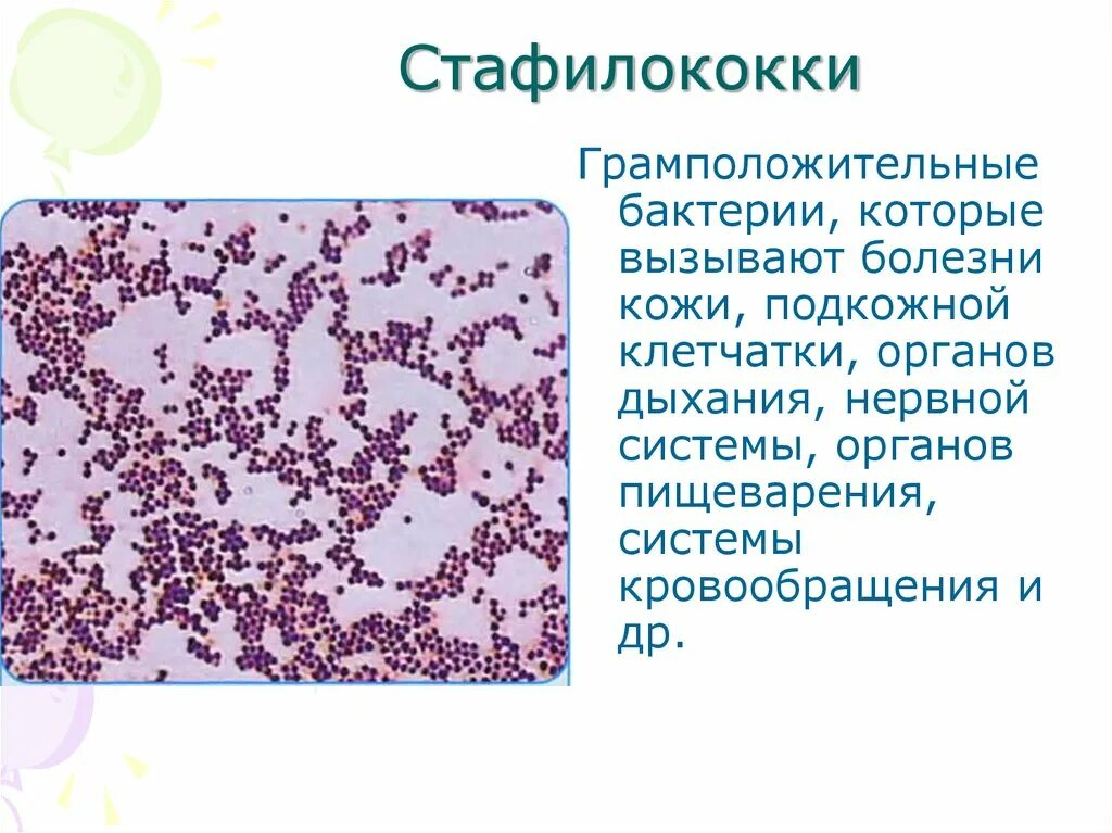 Какое заболевание вызывает стафилококк. Грамположительные кокки. Стафилококки.. Золотистый стафилококк по Граму. Золотистый стафилококк грамположительный. Золотистый стафилококк таксономия.