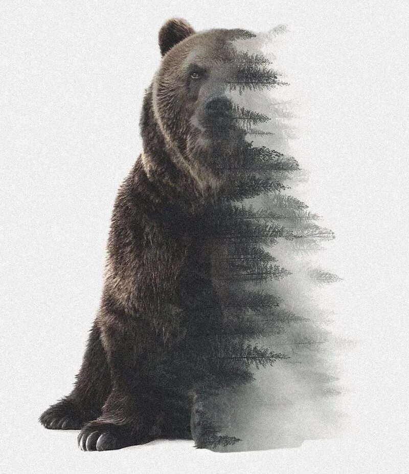 Мудрый медведь. Медведь. Медведь в лесу. Тату медведь. Медведь на задних лапах.