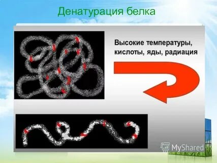Денатурация трипсина