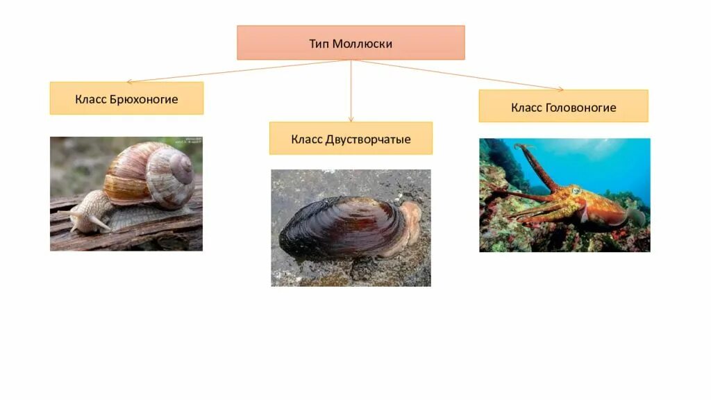 Брюхоногие моллюски и двустворчатые моллюски. Тип моллюски брюхоногие двустворчатые головоногие. Тип моллюски класс брюхоногие и класс двустворчатые моллюски. Тип моллюски класс брюхоногие двустворчатые головоногие таблица. Класс двустворчатые и головоногие