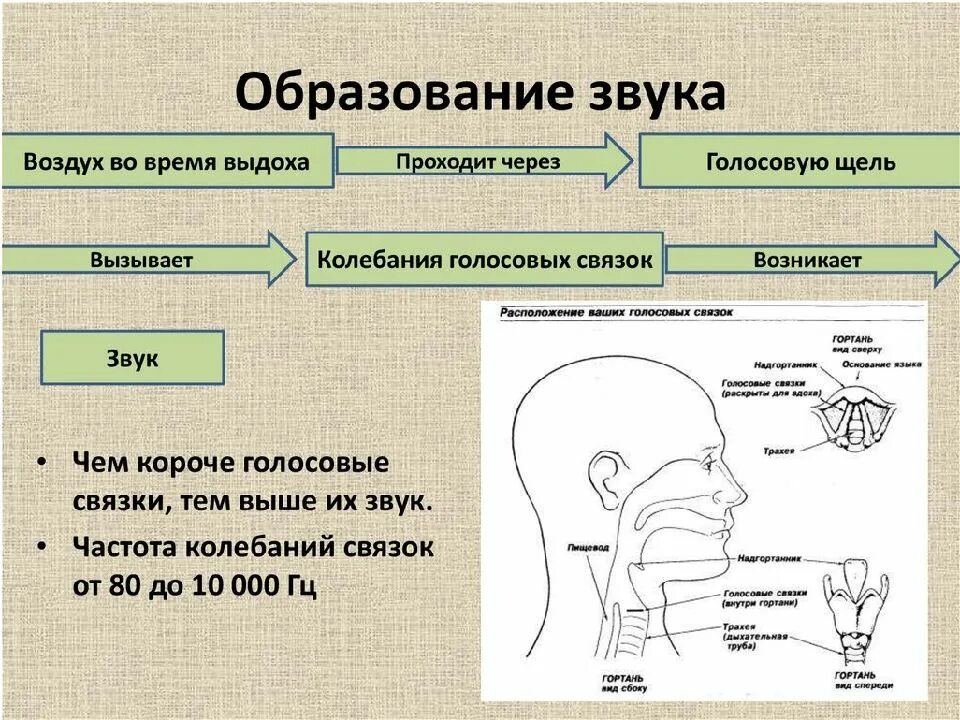 Схема голосового аппарата человека. Процесс образования звука. Схема образования звука. Строение голосового аппарата. Система артикуляции