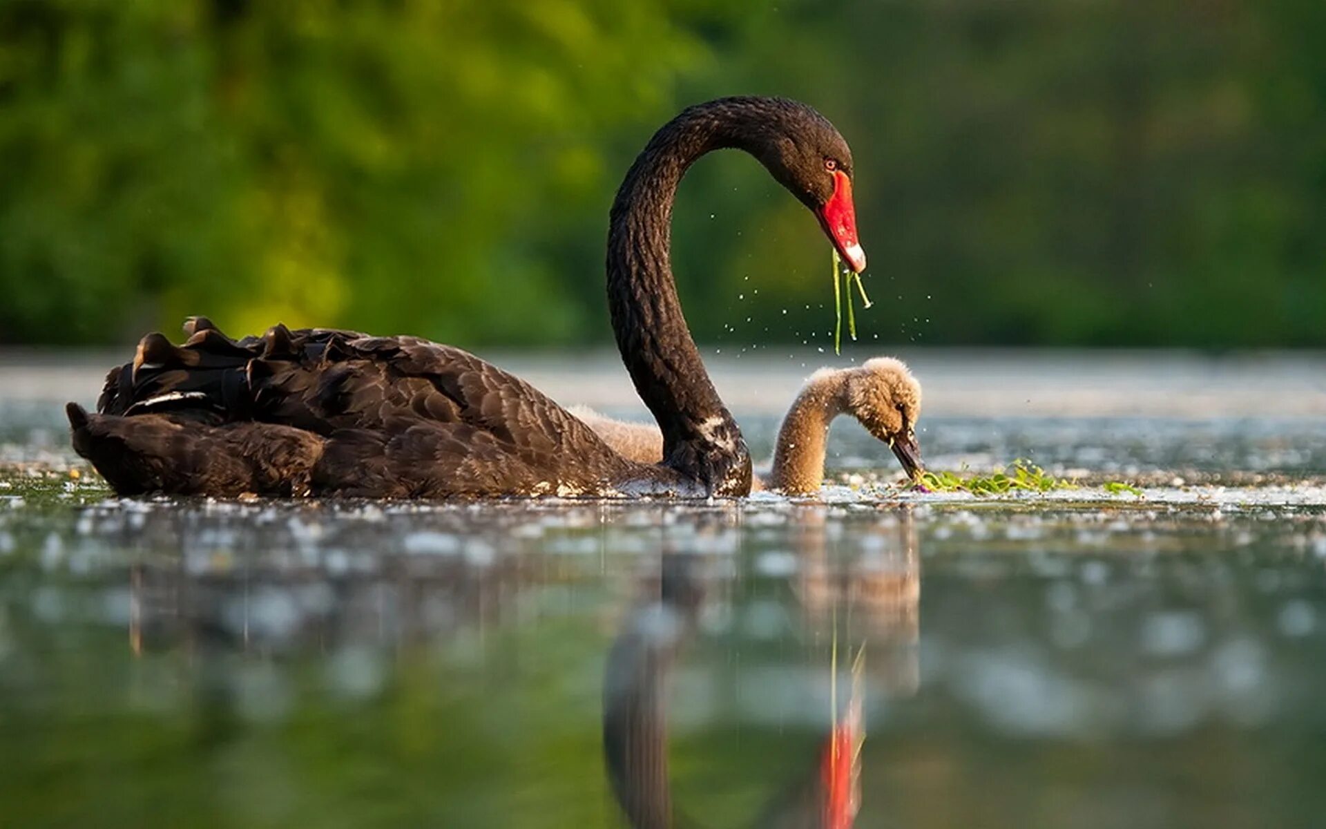 Про людей зверей и птиц. Чёрный лебедь птица птенцы. Красивые моменты природы. Лебеди (птицы). Лебеди в дикой природе.