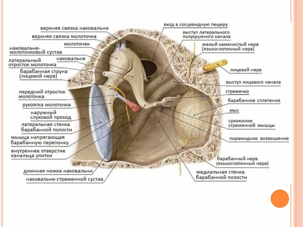 Слуховой латынь. Стенки барабанной полости анатомия. Стенки среднего уха анатомия. Анатомические структуры барабанной полости. Пирамидальное возвышение барабанной полости.