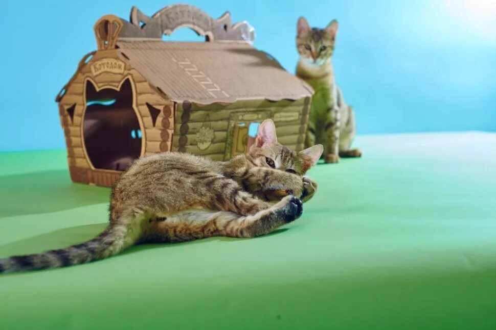 Котодом. Котодом домики для кошек. креативные котодома. летающий котодом. котодом торт.