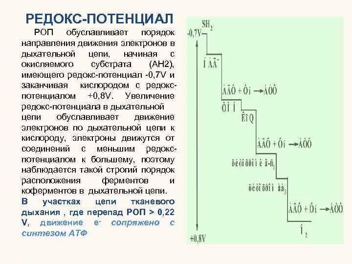 Имеют большой потенциал. Редокс потенциал дыхательной цепи биохимия. Редокс потенциалы ферментных систем дыхательной цепи. Редокс-потенциалы компонентов дыхательной цепи. Стандартный Редокс потенциал.