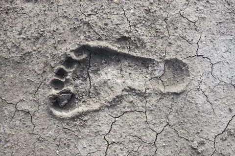 Следы хорошо сохранившиеся следы