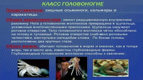 Класс головоногие представители