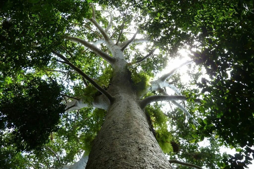 Возрождение леса. Очищение воздуха деревьями. Деревья кислород. Деревья очищают воздух. Леса Каури.