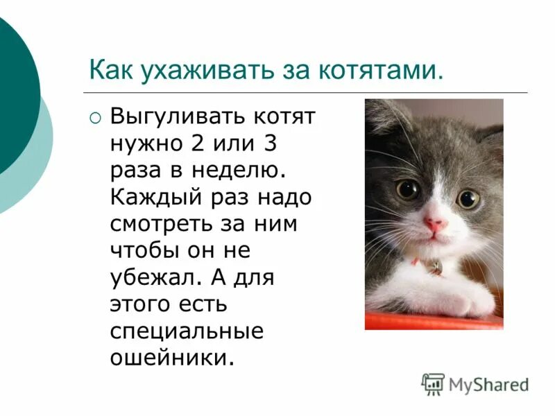 Мама помоги котенку