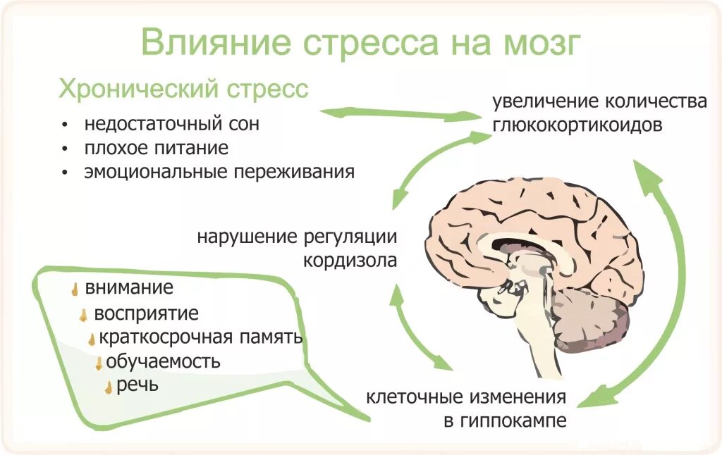 Стрессы головной мозг