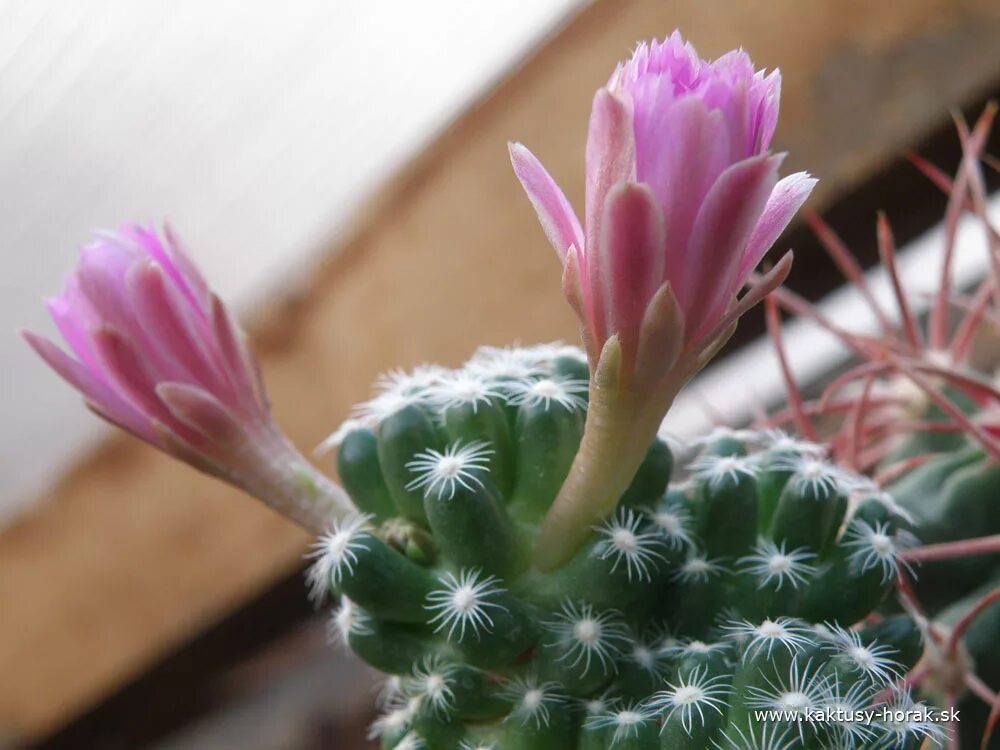 Цветущие кактусы почему не цветут. Цветущие кактусы почему не цветут. Цветущие кактусы почему не цветут. Цветут ли кактусы. Кактус без колючек цветущий.