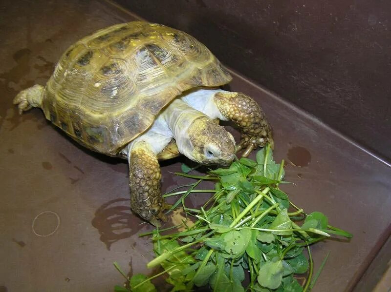 Чем кормить черепаху в домашних условиях сухопутную. Красноухая черепаха сухопутная. Среднеазиатская красноухая черепаха. Черепахи домашние Сухопутные. Черепаха домашняя.