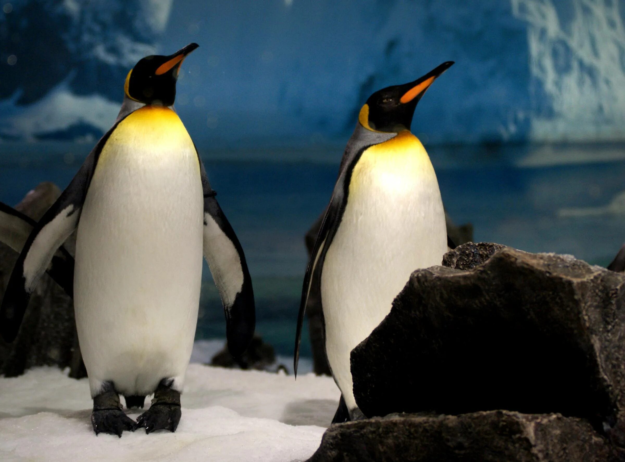 Где живет императорский пингвин. Пингвины Королевские Императорские. Пингвин Aptenodytes Demersa. Пингвины в Австралии. Королевский Пингвин.