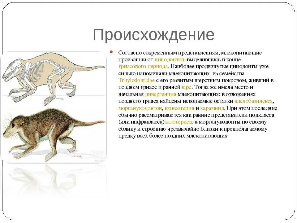 Какой элемент внешнего облика млекопитающих появляется впервые. Происхождение млекопитающих 7 класс биология. Эволюция млекопитающих биология 7 класс. Происхождение млекопитающих кратко 7 класс биология. От кого произошли млекопитающие биология 7 класс.