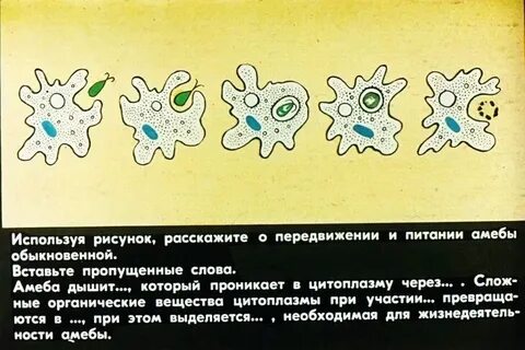 Процессы жизнедеятельности амебы