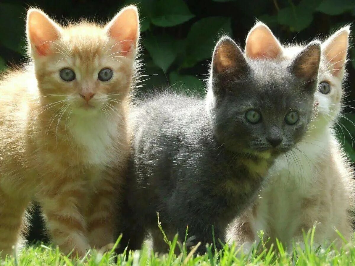 Картинки котят. Три котенка. Разноцветные котята. Три кошки. Кошки маленькие.