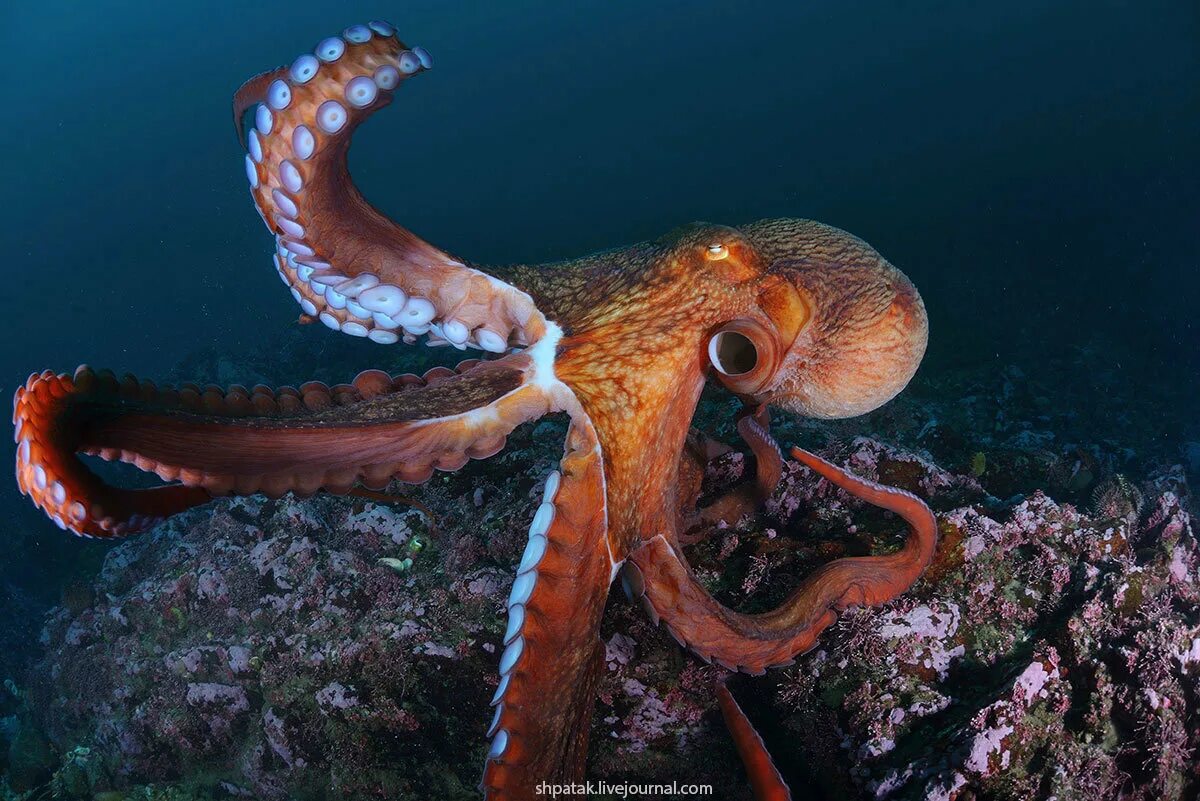 Детские книи про осминогов. Гибралтарский магот. Акимушкин приматы моря. Приматы моря. Животный мир испании обезьяна магот.