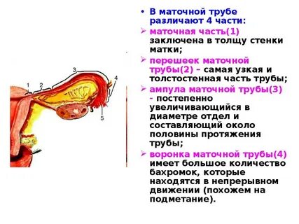 Связки маточной трубы