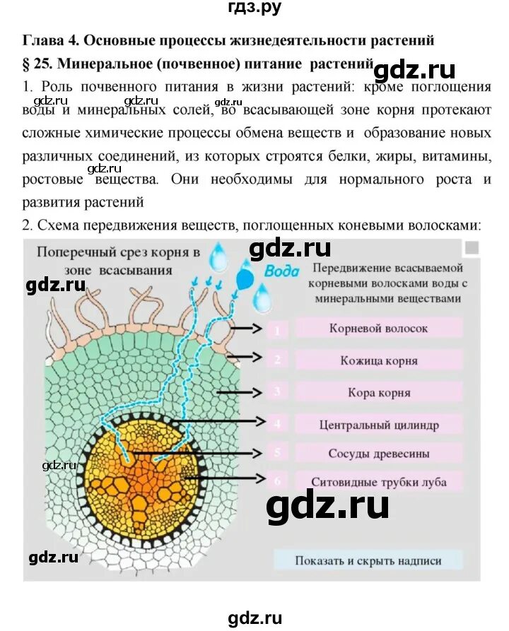 Аудио параграф. Биология 7 класс параграф 25. Биология 25 параграф. Биология 11 класс 25 параграф.