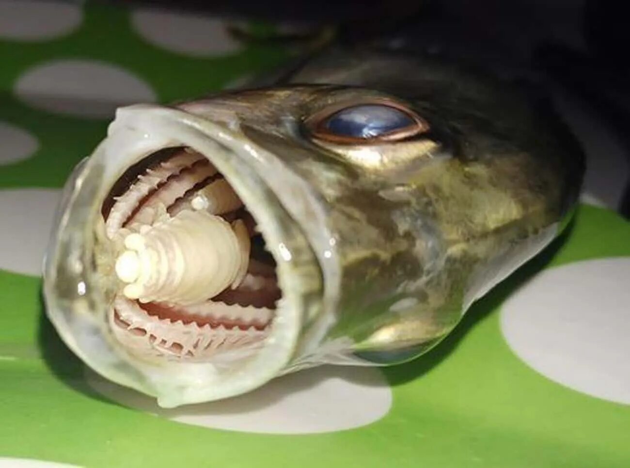 Мокрица паразит. Мокрица-паразит cymothoa exigua.
