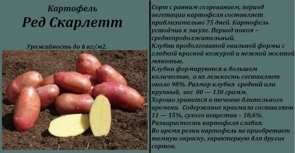 Скарлет сорт картофеля характеристика фото и описание. Сорт картофеля Скарлетт. Семенной картофель ред Скарлетт. Ред Скарлетт сорт картофеля. Ред Скарлетт сорт картофеля характеристика.