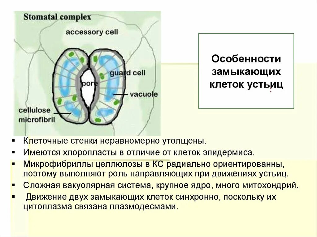 Хлоропласты в устьицах. Клеточная стенка устьиц. Замыкающие клетки устьица хлоропласты. Замыкающие клетки устьиц функции.