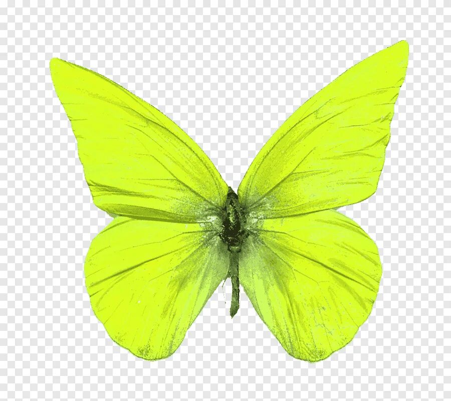 Желто зеленая бабочка. Зеленая бабочка. Бабочка салатового цвета. Жёлтая бабочка.